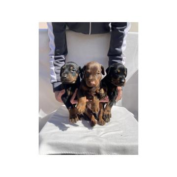 Doberman štenci