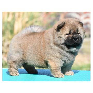 Chow Chow Cau Cau Čau Čau