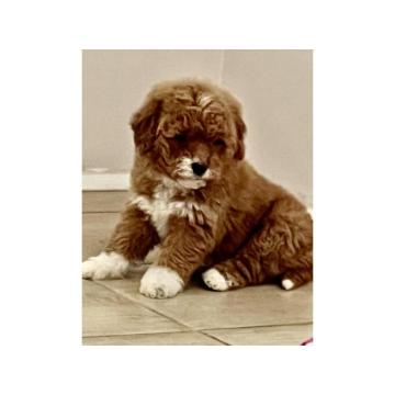 Goldendoodle i Labradoodle