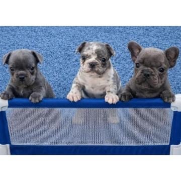 Sivi plavi francuski buldog