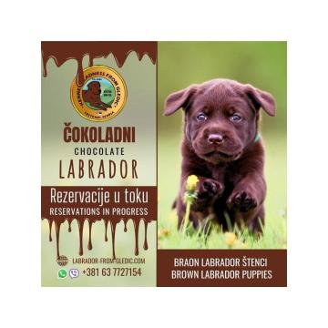 Braon Labrador štenci  