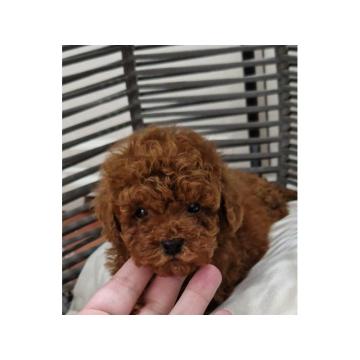 Pudle toy I teacup  