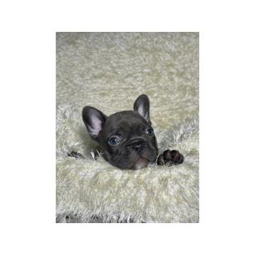 Francuski buldog  