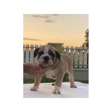 Štenci Engleskog buldoga  