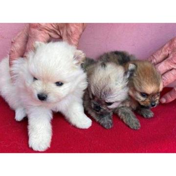 Nemački pomeranski mali špic, štenci