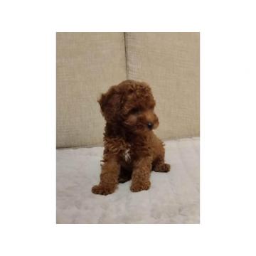 Patuljasta pudla štenci