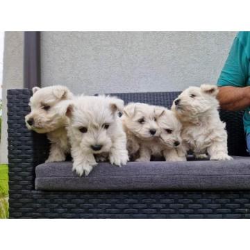Westie terijer štenci