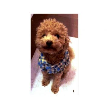 Toy i patuljasta pudla štenci