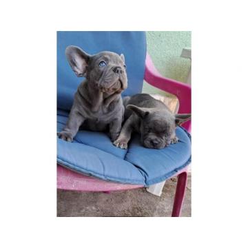 Francuski buldog, štenci