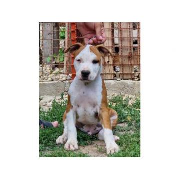 Američki Stafordski Terijer štenci