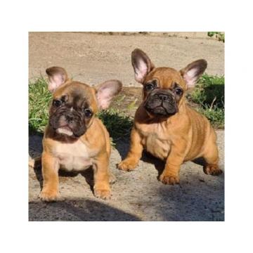 Francuski buldog, dve zenke  