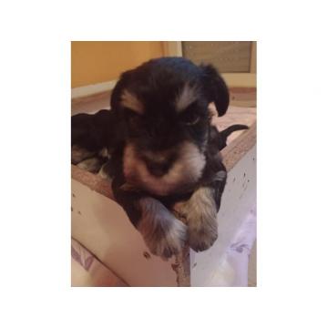 Patuljasti Šnaucer - crno srebrni 