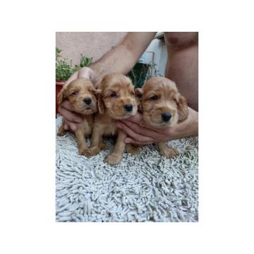 Engleski koker španijel 