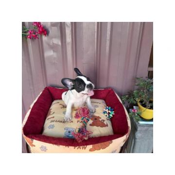 Francuski buldog  