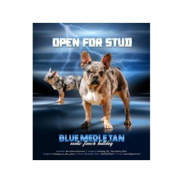 Francuski buldog otvoren za parenje 