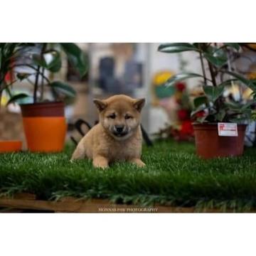 Šiba inu 