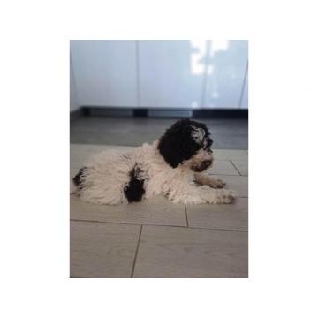 Lagotto Romagnolo štenci