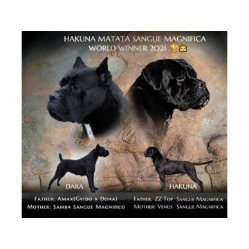 Cane Corso štenci  