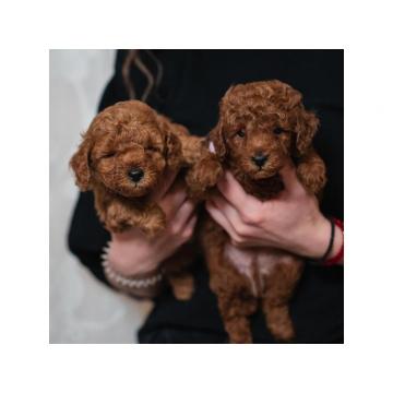 Crvene patuljaste i toy pudle 