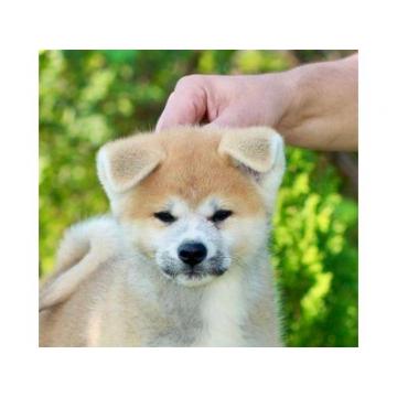 Akita Inu