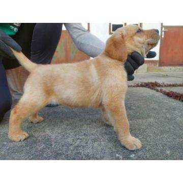 Labrador Retriver, vrhunski štenci