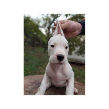 Dogo Argentino štenci