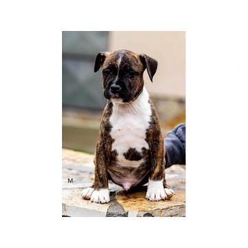 Američki stafordski terijer štenci  