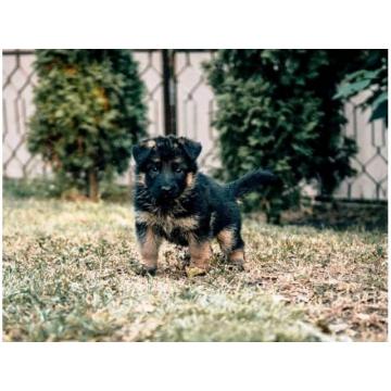 Nemački ovčar štenci