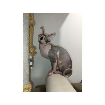 Mačak SPHYNX dostupan za parenje 