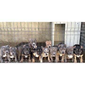 American bully XL / XXL 