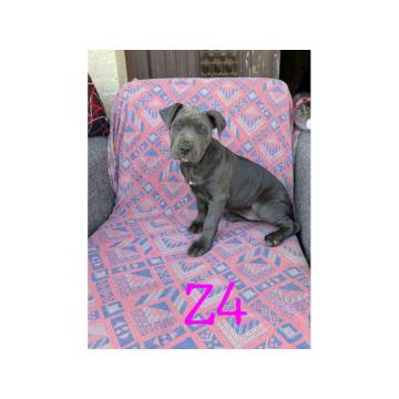 Pitbul Blue Nose stenci Ostenjeni 