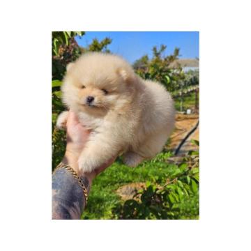 Najlepsi Pomeranci Boo samo u Pom_Hash_Starsu 
