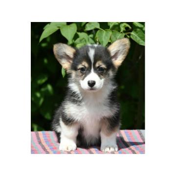 Velski korgi/Welsh Corgi Pembroke