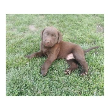 Čokoladni labrador  