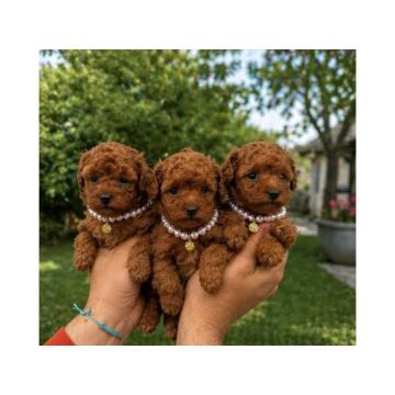 Teacup pudle 
