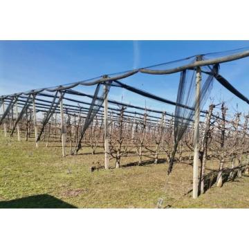 Voćnjak trešnje u punom rodu, 1.5 Ha, Srbobran