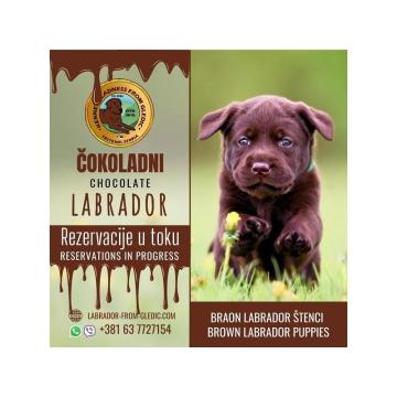 Braon Labrador štenci  