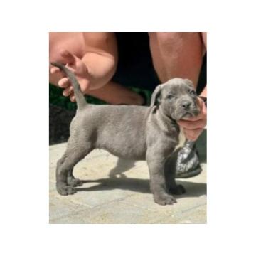 Cane Corso štenci