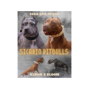 American pitbull terier 