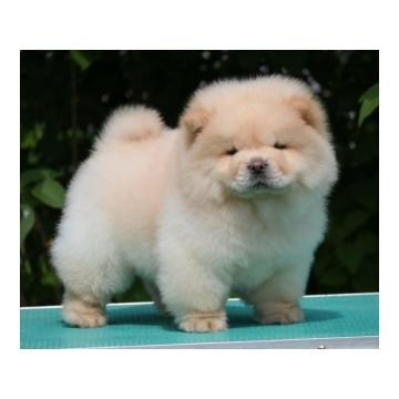 Chow Chow Cau Cau Čau Čau