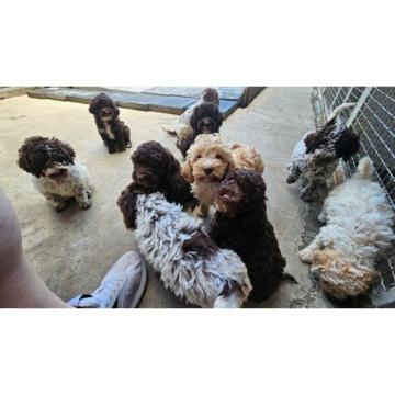 Lagotto Romagnolo štenci