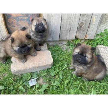 Chow Chow štenci