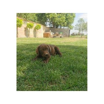 Čokoladni labrador