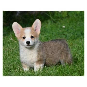 Velski korgi/Welsh Corgi Pembroke