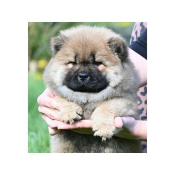 Chow Chow Cau Cau Čau Čau
