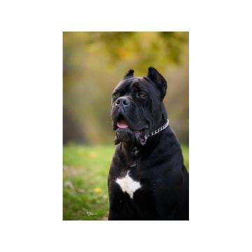 Cane Corso mužjak na prodaju