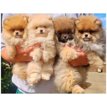 Najlepsi Pomeranci Boo  