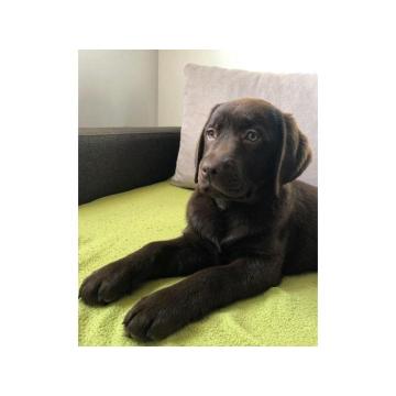 LABRADOR retriver, čokoladni štenci  