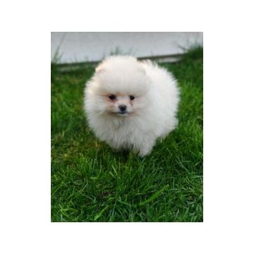 Pomeranski spic   