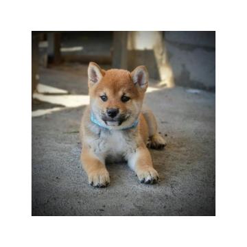 Shiba Inu štenci